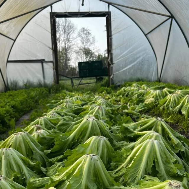 Van Grond tot Winkel – Samen Lokaal en Trots

Met trots vertellen we over onze samenwerking met biologische boerderij De Noorderhoeve uit Schoorl. Op deze prachtige plek, waar met zorg en volgens de strenge Demeter-richtlijnen wordt gewerkt, groeien producten die niet alleen puur en gezond zijn, maar ook lokaal en met liefde voor mens, dier en aarde worden geteeld.

Bij Eric’s Landwinkel geloven we in de kracht van verbinding: tussen boer en winkel, tussen bodem en bord. Door samen te werken met De Noorderhoeve brengen we het allerbeste uit de regio naar onze klanten – vers, eerlijk en duurzaam.

Deze samenwerking is meer dan handel – het is een gedeelde missie. Voor een vitale bodem, sterke gemeenschappen en échte smaak.

Lokaal. Biologisch. Trots. Dat proef je.

#LokaalEten #Biologisch #Demeter #VanDeBoer #EricLandwinkel #DeNoorderhoeve #Schoorl #BergenNH #DuurzaamVoedsel #EerlijkEten #TrotsOpLokaal #SamenSterk #Boerenkracht #Regioproduct #VersVanHetLand #KorteKeten #Seizoensproducten #NatuurinBalans #LandwinkelLiefde #BoerderijTotBord